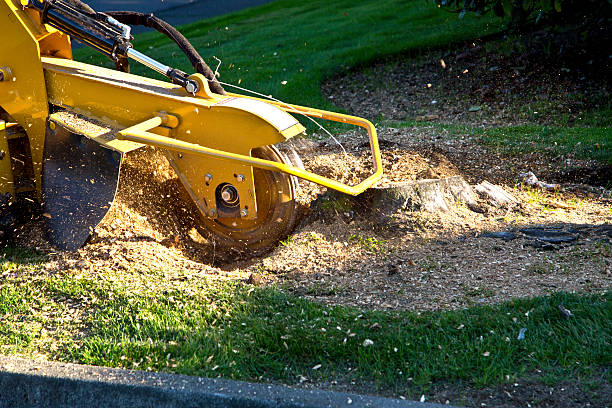 Tree Removal for Businesses in Holualoa, HI